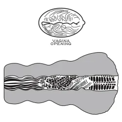 Masturbador Aliens Pie 3