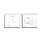 Estimulador Parejas CoCo Fuchsia